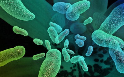 25 Bacteria facts that might make you feel dirty
